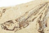 Two Cretaceous Fossil Fish (Scombroclupea) with Pos/Neg - Lebanon #201345-8